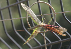 Polyspilota aeruginosa