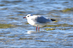 Chroicocephalus ridibundus