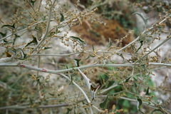 Atriplex aucheri