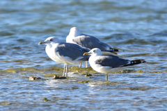 Larus cachinnans