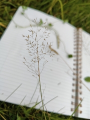 Agrostis capillaris