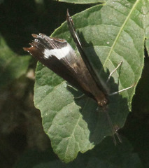 Eurytela hiarbas
