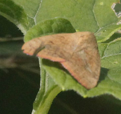 Noctuoidea