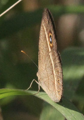 Brakefieldia perspicua