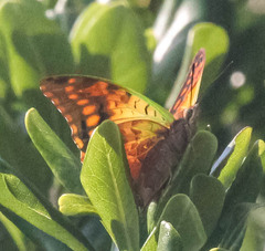 Charaxes candiope