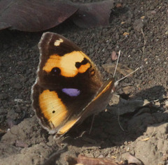 Junonia hierta cebrene