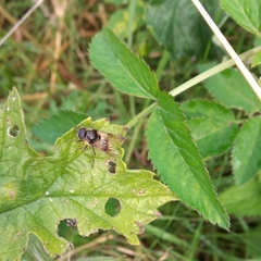 Cheilosia illustrata