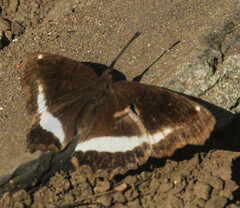 Eurytela hiarbas