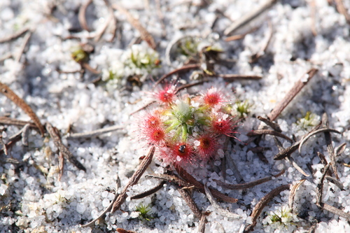 Drosera paleacea
