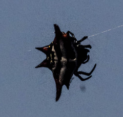 Gasteracantha versicolor