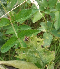 Cheilosia illustrata