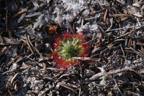 Drosera paleacea