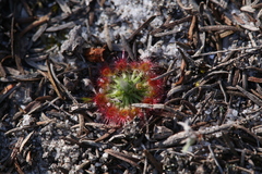 Drosera micrantha