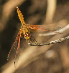 Trithemis kirbyi