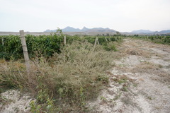 Atriplex aucheri