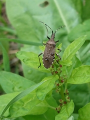 Dicranocephalus agilis