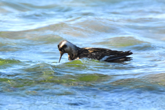 Phalaropus lobatus