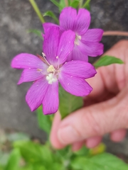 Epilobium hirsutum