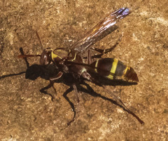 Polistes badius