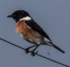 Saxicola torquatus