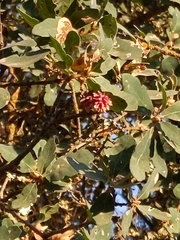 Cynips quercusechinus