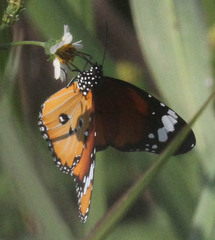 Danaus chrysippus orientis