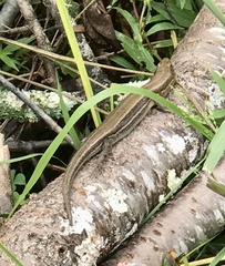 Plestiodon