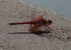 Trithemis kirbyi