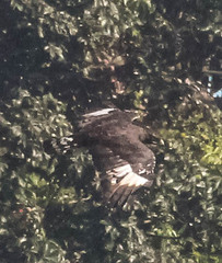 Lophaetus occipitalis