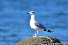 Larus cachinnans