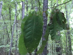 Oxydendrum arboreum
