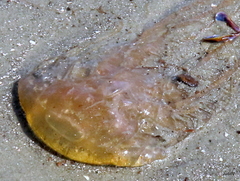 Chrysaora chesapeakei