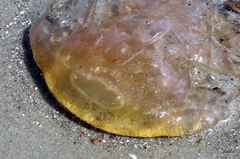 Chrysaora chesapeakei