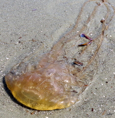 Chrysaora chesapeakei