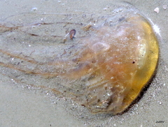 Chrysaora chesapeakei