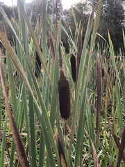 Typha latifolia