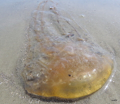 Chrysaora chesapeakei