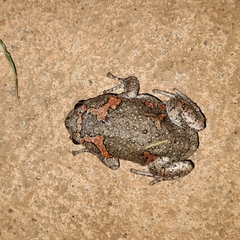 Uperodon taprobanicus