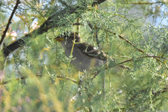 Passer domesticus