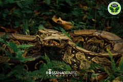 Boa constrictor