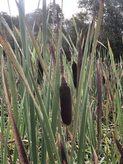 Typha latifolia