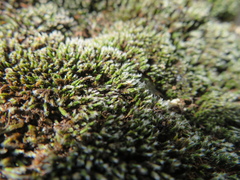 Grimmia laevigata