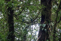 Pharomachrus mocinno