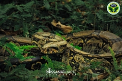 Boa constrictor