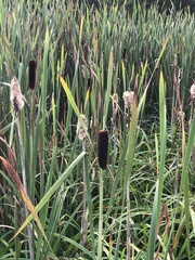 Typha latifolia