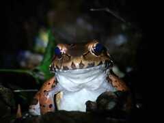 Leptodactylus savagei