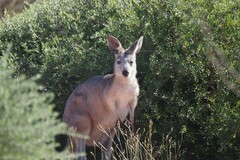 Osphranter robustus erubescens