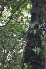 Pharomachrus mocinno