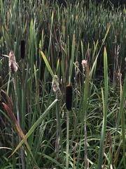 Typha latifolia