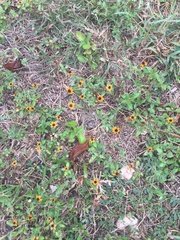 Sanvitalia procumbens